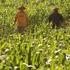 Ministério do Desenvolvimento Agrário SEGURO DA AGRICULTURA FAMILIAR