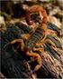 SCORPIONS OF MEDICAL IMPORTANCE IN BAHIA STATE, BRAZIL