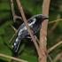 Observações sobre a distribuição geográfica de Formicivora spp. (Aves:Thamnophilidae), no Estado do Espírito Santo, sudeste do Brasil