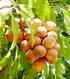 Estudo da Secagem de Frutos Tropicais do Nordeste. Study of The Drying of Tropical Fruits Northeast