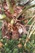 Murcha-de-Phytomonas do Coqueiro no Amazonas