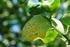 Incidência de cancro cítrico e produção e qualidade de frutos em laranjeira-de-umbigo Monte Parnaso enxertada sobre sete porta-enxertos