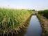 NECESSIDADE DE ÁGUA PARA IRRIGAÇÃO DO ARROZ NO CULTIVO PRÉ-GERMINADO NAS CONDIÇÕES CLIMÁTICAS DO SUL DE SANTA CATARINA