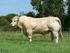 Comportamento diurno de vacas Holandês puras por cruza em ambiente quente