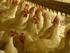 Utilização de produtos alternativos aos antibióticos moduladores de crescimento na produção de frango de corte