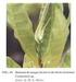 PARASITÓIDES (HYM., EULOPHIDAE) DE BICHO- MINEIRO Leucoptera coffeella (Guérin-Mèneville) (LEP.,LYONETIIDAE)