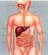 Esôfago e Estômago. Anatomia Aplicada à Medicina IV Prof. Sérvulo Luiz Borges