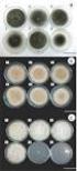 Efeito fungitóxico de óleos essenciais sobre Colletotrichum gloeosporioides, isolado do maracujazeiro amarelo