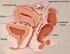 Mecanismos fisiopatológicos da dor pélvica na endometriose profunda
