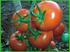 Germinação e vigor de sementes peletizadas de tomate