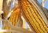 Guia do ICMS - São Paulo: Operações com milho e suas variedades