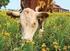 Bovine cattle production costing: review under cost accounting focus