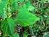 Palavras-chave: Ocimum selloi Benth., plantas medicinais, pós-colheita, óleo essencial, metilchavicol