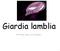 Giardia lamblia. Profª Me. Anny C. G. Granzoto