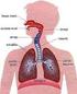 Fisiologia do Trato Respiratório