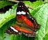 Borboletas frugívoras do centro oeste do Rio Grande do Sul, Brasil (Lepidoptera: Nymphalidae)
