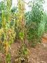 Desenvolvimento de linhagens e cultivares de tomateiro para o Nordeste do Brasil com resistência a Tospovirose e Geminiviroses.