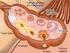 Melatonina e desenvolvimento embrionário Melatonin and embryonic development