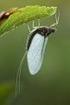 Ordem Ephemeroptera (Arthropoda: Insecta)