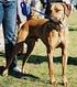 RHODESIAN RIDGEBACK CONFEDERAÇÃO BRASILEIRA DE CINOFILIA. GRUPO 6 Padrão FCI N o /12/1996. Padrão Oficial da Raça