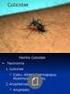 Revisão de mosquitos Haemagogus Williston (Diptera: Culicidae) do Brasil
