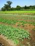 EFEITO DE SOLARIZAÇÃO SOBRE A PRODUÇÃO DE TOMATE DE MESA E DE INDUSTRIA EM UMA ESTUFA MODELO CAPELA