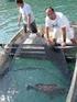 VIABILIDADE ECONÔMICA DO CULTIVO DA GAROUPA VERDADEIRA (Epinephelus marginatus) EM TANQUES-REDE, REGIÃO SUDESTE DO BRASIL 1