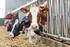 Bem-estar de bovinos leiteiros: revisão de literatura