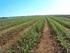 APLICAÇÃO DE CALCÁRIO E GESSO PARA A CORREÇÃO DE SOLOS DE CERRADO PARA O CULTIVO DA CANA DE AÇÚCAR