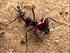 PALAVRAS-CHAVE: Acromyrmex subterraneus subterraneus Forel, 1893; Formicida; fitossanidade.