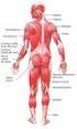 Sistema musculo-esquelético