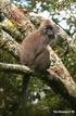ABSTRACTS. Neotropical Primates 13(1), April
