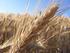Produtividade e qualidade de grãos de trigo em função da aplicação de nitrogênio no florescimento