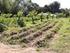 MANEJO DO SOLO E PRODUÇÃO DE BIOMASSA COM PLANTAS DE COBERTURA PARA ADIÇÃO DE NUTRIENTES EM POMAR