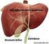 Perfil Hepático FÍGADO. Indicações. Alguns termos importantes