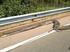 Serpentes encontradas mortas em rodovias do estado de Santa Catarina, Brasil