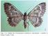 Estágios imaturos e bionomia de Cyclomia mopsaria Guenée (Lepidoptera, Geometridae) 1
