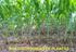 Espaçamento, densidade e uniformidade de semeadura na produtividade e características agronômicas da soja (1)
