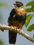 Novos registros de aves para o estado do Rio de Janeiro: Costa Verde