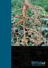Levantamento populacional de nematoides fitoparasitas em genótipos de mandioca