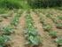 Espaçamentos entre plantas e cobertura do solo com cama-de-frango na produção de ervilhas