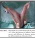 Estudo morfológico dos componentes de pedículo ovariano em suíno da raça Landrace* Morphologic study of the ovarian pedicle components in Landrace sow