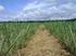 MANEJO DO SOLO ÁGUA PLANTA EM PLANTIOS DE ABACAXI