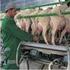 Boas Práticas Agropecuárias na ordenha de cabras leiteiras