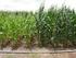 Produtividade do milho irrigado em sucessão a espécies invernais para produção de palha e grãos