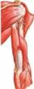 Anatomia Noções do Sistema Muscular