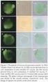 Rodríguez P et al. Vitrifi ed blastocysts into glass micro-capillaries. Revista Colombiana de Ciencias Pecuarias.