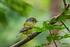 Novos registros de aves raras e/ou ameaçadas de extinção na Campanha do sudoeste do Rio Grande do Sul, Brasil