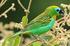 Riqueza de aves em cinco fragmentos de Floresta Atlântica na Zona da Mata Norte de Pernambuco, Brasil