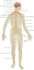 ORGANIZAÇÃO GERAL DO SISTEMA NERVOSO